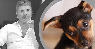 TV Celeb Simon Cowell Donates $32,000 To Fight Against Dog Cruelty In South Korea TV Celeb Simon Cowell Donates $32,000 To Fight Against Dog Cruelty In South Korea