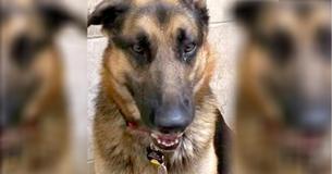 Loyal Dog Abandoned At Shelter With Excuse From Family That’s Causing Outrage Loyal Dog Abandoned At Shelter With Excuse From Family That’s Causing Outrage