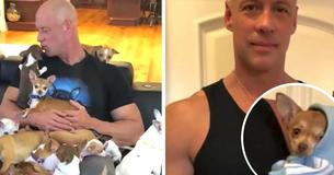 Chihuahua Saves Heartbroken Man’s Life—In Return, He Has Now Rescued More Than 30 Little Pups Chihuahua Saves Heartbroken Man’s Life—In Return, He Has Now Rescued More Than 30 Little Pups
