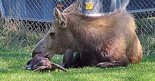 Moose Gives Birth To Adorable Twins In Woman's Backyard Moose Gives Birth To Adorable Twins In Woman's Backyard