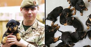 Family Shocked As Their Rottweiler Gives Birth To One Of UK's Biggest Ever Litter Of Puppies Family Shocked As Their Rottweiler Gives Birth To One Of UK's Biggest Ever Litter Of Puppies