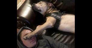 Adopted Pup Terrified Of Everything Is Cured After One Night With His New Brother Adopted Pup Terrified Of Everything Is Cured After One Night With His New Brother
