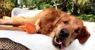 When This Pup's Cancer Returned, His Loving Family Helped Him Get Around Town So He Could Be Loved By All When This Pup's Cancer Returned, His Loving Family Helped Him Get Around Town So He Could Be Loved By All