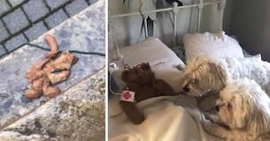 Pai resgata o amado ursinho de pelúcia do cachorro que tinha ficado do lado de fora durante uma tempestade Pai resgata o amado ursinho de pelúcia do cachorro que tinha ficado do lado de fora durante uma tempestade