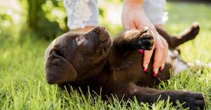 New Study Verifies That Petting Dogs Stimulates Our Brain The Same Way As Drugs New Study Verifies That Petting Dogs Stimulates Our Brain The Same Way As Drugs