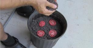 Arrêtez d'acheter des tomates. Voici comment vous pouvez développer votre propre culture à la maison Arrêtez d'acheter des tomates. Voici comment vous pouvez développer votre propre culture à la maison