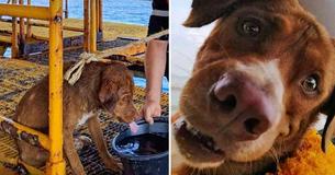Stranded Dog Discovered Swimming 130 Miles From Shore Gets Rescued By Oil Rig Workers Stranded Dog Discovered Swimming 130 Miles From Shore Gets Rescued By Oil Rig Workers