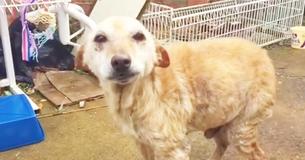 Un vétérinaire est arrêté net en chemin au moment de piquer un chien pour qu'il s'endorme paisiblement Un vétérinaire est arrêté net en chemin au moment de piquer un chien pour qu'il s'endorme paisiblement
