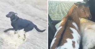 Lost Dog Comes Home With A Goat And A New Dog Friend Lost Dog Comes Home With A Goat And A New Dog Friend