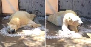 Footage Of A Polar Bear Rolling Around In Ice Cubes On A Hot Day At A Zoo Footage Of A Polar Bear Rolling Around In Ice Cubes On A Hot Day At A Zoo