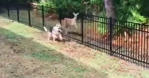 Owner Films Hilarious Video Of Rescue Pup Playing Tag With Deer Owner Films Hilarious Video Of Rescue Pup Playing Tag With Deer