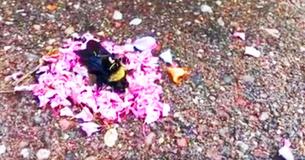 Ants Bring Flower Petals To Cover Deceased Bumblebee In What Looks Like 'Funeral' Ants Bring Flower Petals To Cover Deceased Bumblebee In What Looks Like 'Funeral'