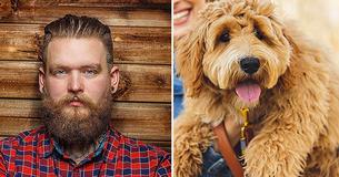 A Man’s Beard Might Carry More Germs Than Dog Hair A Man’s Beard Might Carry More Germs Than Dog Hair