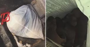 Officer Gets Call About Cries Coming From Dumpster, Discovers 8 Newborn Puppies In Trash Bag Officer Gets Call About Cries Coming From Dumpster, Discovers 8 Newborn Puppies In Trash Bag