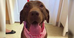 This Dog Blossoming After Her First Bath Will Make You Cry This Dog Blossoming After Her First Bath Will Make You Cry