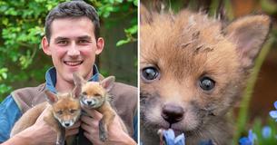 A Farmer Did An Emergency C-Section On A Dead Fox And Saved The Lives Of Her Four Babies A Farmer Did An Emergency C-Section On A Dead Fox And Saved The Lives Of Her Four Babies