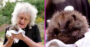 Queen’s Long-Running Guitarist Brian May Saves Hedgehogs In His Spare Time Queen’s Long-Running Guitarist Brian May Saves Hedgehogs In His Spare Time