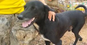 Heroic 3-Legged Dog Saves Life Of Newborn Baby Buried Alive By 15-Year-Old Mom In Thailand Heroic 3-Legged Dog Saves Life Of Newborn Baby Buried Alive By 15-Year-Old Mom In Thailand