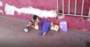 Cão com membros paralisados é abandonado na rua com uma cadeira de rodas quebrada e um pacote de fraldas Cão com membros paralisados é abandonado na rua com uma cadeira de rodas quebrada e um pacote de fraldas