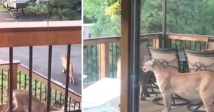 Man Films Group Of Mountain Lions Relaxing On His Porch In Colorado Man Films Group Of Mountain Lions Relaxing On His Porch In Colorado