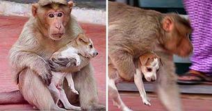 Monkey Adopts A Little Puppy, Protects It From Stray Dogs And Behaves Like Its Natural Parent Monkey Adopts A Little Puppy, Protects It From Stray Dogs And Behaves Like Its Natural Parent