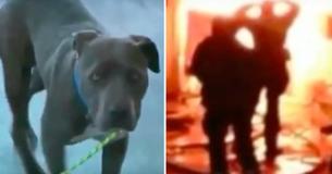 Home Burns Down With Baby In It - Hero Dog Gets Baby To Safety By Her Diaper Home Burns Down With Baby In It - Hero Dog Gets Baby To Safety By Her Diaper