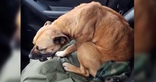Skinny Stray Dog Sees Open Car Door And Immediately Decides To Jump Into Front Seat Skinny Stray Dog Sees Open Car Door And Immediately Decides To Jump Into Front Seat