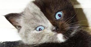 Amazing Little Kitten With Two Faces Became A Vivacious Cat, Winning The Hearts Of Thousands On The Internet Amazing Little Kitten With Two Faces Became A Vivacious Cat, Winning The Hearts Of Thousands On The Internet