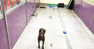Pit Bull Is Left All By Himself At Shelter After Every Other Animal Gets A Home Pit Bull Is Left All By Himself At Shelter After Every Other Animal Gets A Home
