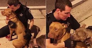 Police Find Injured Pit Bull On Street At 4 Am And Cuddle With Her Until Animal Services Arrive Police Find Injured Pit Bull On Street At 4 Am And Cuddle With Her Until Animal Services Arrive