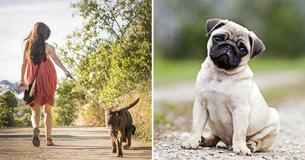 Science Shows Having a Dog is Beneficial For Your Health Science Shows Having a Dog is Beneficial For Your Health