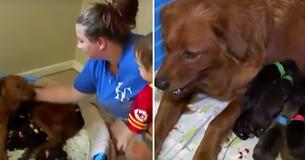 Pregnant Dog Gives Birth To 18 Pups After A Kind Woman Saves Her From Euthanasia Pregnant Dog Gives Birth To 18 Pups After A Kind Woman Saves Her From Euthanasia