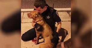Policía que ha recibido una llamada acerca de unos pitbull, se da cuenta de una de ellas está gravemente herida y se niega a apartarse de su lado. Policía que ha recibido una llamada acerca de unos pitbull, se da cuenta de una de ellas está gravemente herida y se niega a apartarse de su lado.