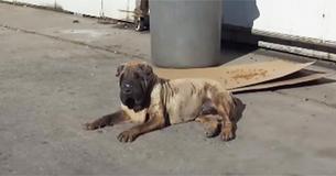 Les secouristes trouvent un chien âgé et enflé - La propriétaire sans coeur prétend qu'elle Les secouristes trouvent un chien âgé et enflé - La propriétaire sans coeur prétend qu'elle
