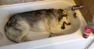 Husky Dog Has Tantrum When Owner Refuses To Give Him A Bath Husky Dog Has Tantrum When Owner Refuses To Give Him A Bath