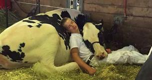 Adorable Cow And Teen Photographed Taking A Mutual Nap After Cattle Show Adorable Cow And Teen Photographed Taking A Mutual Nap After Cattle Show