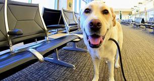 If You're Approached By A Service Dog Without Their Owner, They Need Your Help – This Is What You Should Do If You're Approached By A Service Dog Without Their Owner, They Need Your Help – This Is What You Should Do