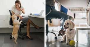 Having Pets In the Office Can Improve Atmosphere And Reduce Stress, According To Study Having Pets In the Office Can Improve Atmosphere And Reduce Stress, According To Study