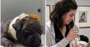 Beaten and Burned Puppy Found Tied In Plastic Bag Rescued From Dumpster Beaten and Burned Puppy Found Tied In Plastic Bag Rescued From Dumpster