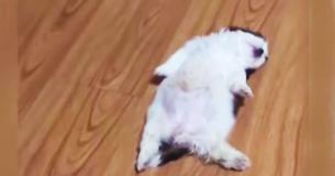 This Puppy Sleeps Like She’s Been Switched Off With A Button This Puppy Sleeps Like She’s Been Switched Off With A Button