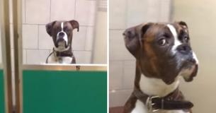 Cão abandonado tem reação histérica quando donos vão buscá-lo no canil depois das férias Cão abandonado tem reação histérica quando donos vão buscá-lo no canil depois das férias