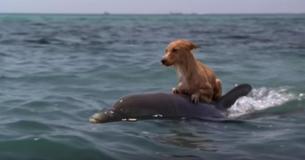 Cachorro cai em canal e não consegue sair, até que golfinhos barulhentos vêm ao seu resgate Cachorro cai em canal e não consegue sair, até que golfinhos barulhentos vêm ao seu resgate