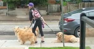 10 Videos That Confirm Golden Retrievers Are The Most Hilarious Dog Breed 10 Videos That Confirm Golden Retrievers Are The Most Hilarious Dog Breed