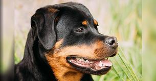 Science Has Officially Confirmed That Dogs Know A Bad Person When They See One Science Has Officially Confirmed That Dogs Know A Bad Person When They See One