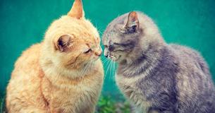 Does Your Cat Love You? 10 Fascinating Ways Felines Say Those Three Little Words Does Your Cat Love You? 10 Fascinating Ways Felines Say Those Three Little Words