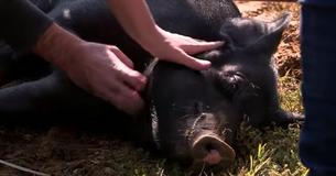 Jon Stewart's 12-Acre Farm Has Been Converted To A Safe Haven For Animals Jon Stewart's 12-Acre Farm Has Been Converted To A Safe Haven For Animals