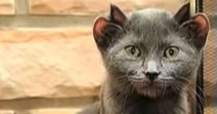 Rare Cat Is Born With Extra Set Of Ears - Yoda They Named Him Rare Cat Is Born With Extra Set Of Ears - Yoda They Named Him
