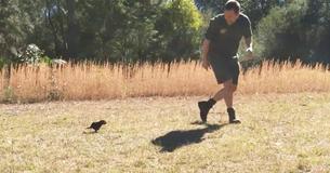 Baby Tasmanian Devil Just Wants To Be Cuddled And Won’t Stop Chasing His Keeper Until He Is Baby Tasmanian Devil Just Wants To Be Cuddled And Won’t Stop Chasing His Keeper Until He Is