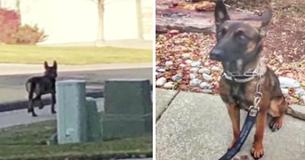 Abandoned Dog Left For Dead Turns Out To Be Distinct Breed - Ends Up Becoming Bomb-Sniffing K-9 Hero. Abandoned Dog Left For Dead Turns Out To Be Distinct Breed - Ends Up Becoming Bomb-Sniffing K-9 Hero.