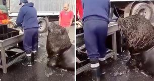 Giant Sea Lion Wanders Into Fish Market And Asks For A Snack Giant Sea Lion Wanders Into Fish Market And Asks For A Snack
